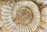 Huge, Jurassic Ammonite Fossil - Madagascar #137866-3